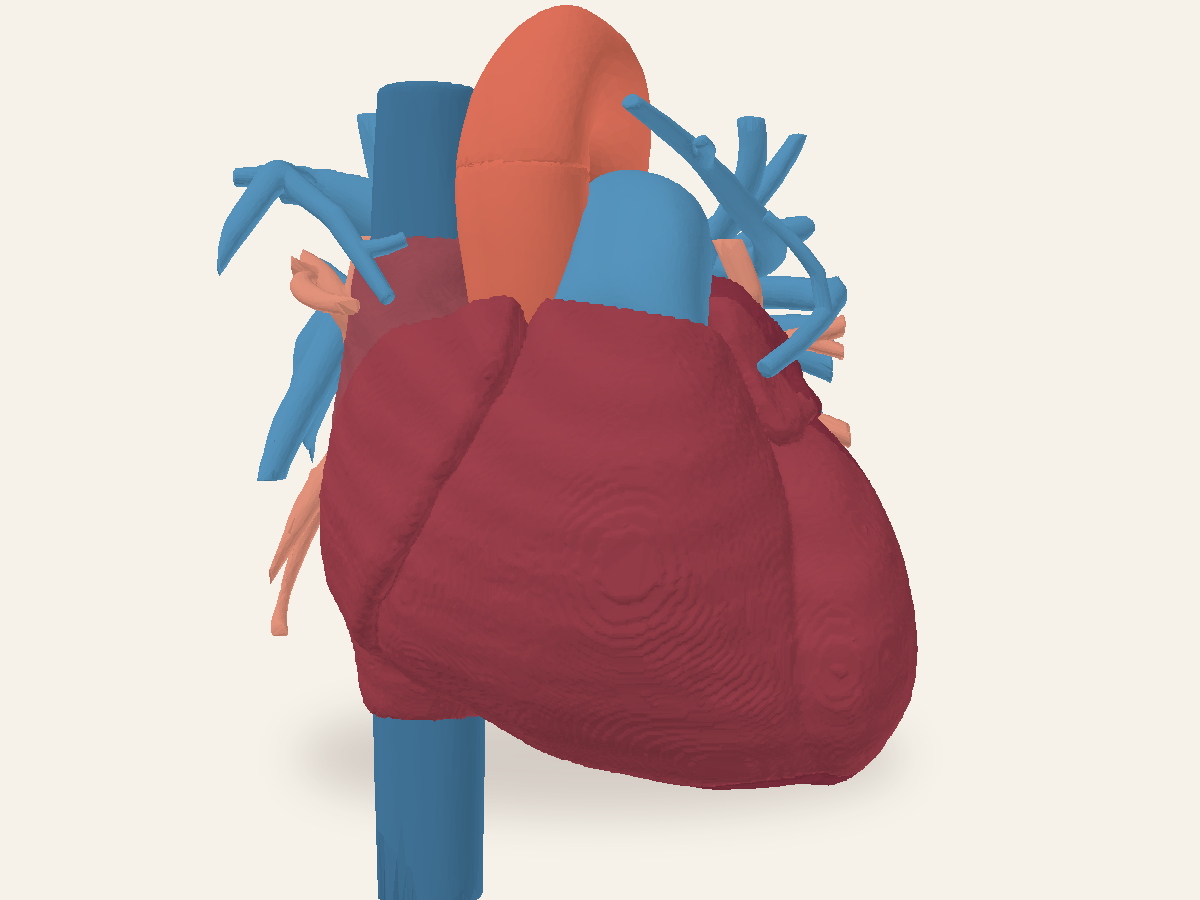 A detailed, softly colored three-dimensional heart model